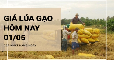 Giá lúa gạo hôm nay ngày 01/05/2024: Nguồn cung thắt chặt, giá gạo neo cao