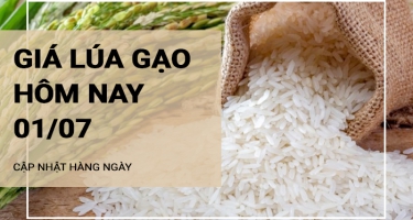 Giá lúa gạo hôm nay ngày 01/07/2024: Giá gạo giảm, giá lúa đi ngang