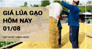 Giá lúa gạo hôm nay ngày 01/08/2024: Thị trường gạo giá tăng nhẹ 100 -250 đồng/kg