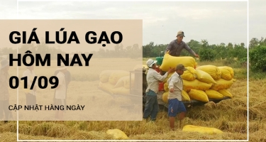 Giá lúa gạo hôm nay ngày 01/09/2024: Giá ổn định, thị trường giao dịch chậm