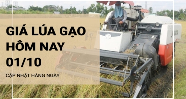 Giá lúa gạo hôm nay ngày 01/10/2023: Đồng bằng sông Cửu Long duy trì ổn định