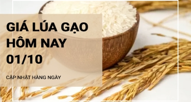 Giá lúa gạo hôm nay ngày 01/10/2024: Giá gạo có xu hướng giảm nhẹ