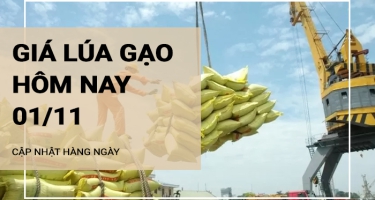 Giá lúa gạo hôm nay 1/11/2024: Giá lúa tăng nhẹ 100 đồng/kg