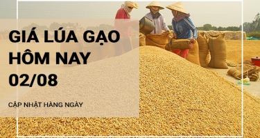 Giá lúa gạo hôm nay ngày 02/08/2024: Thị trường gạo giá tăng nhẹ 100 -250 đồng/kg