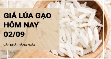 Giá lúa gạo hôm nay ngày 02/09/2024: Thị trường giao dịch ổn định, không có biến động 