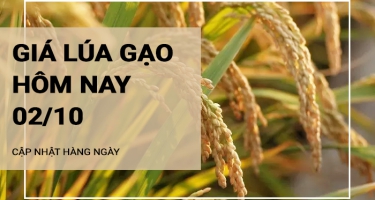 Giá lúa gạo hôm nay ngày 02/10/2024: Giá lúa giảm 100 - 300 đồng/kg