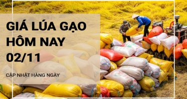 Giá lúa gạo hôm nay 2/11/2024: Giá lúa OM 18 tăng mạnh 1.000 - 1.200 đồng/kg