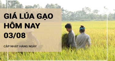 Giá lúa gạo hôm nay ngày 03/08/2024: Duy trì ổn định không có biến động