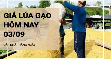 Giá lúa gạo hôm nay ngày 03/09/2024: Tiếp tục đà đi ngang