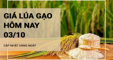 Giá lúa gạo hôm nay ngày 03/10/2024: Giá gạo tăng 100 đồng/kg. Thị trường giao dịch trầm lắng