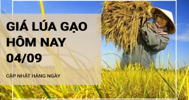 Giá lúa gạo hôm nay ngày 04/09/2024: Thị trường giao dịch chậm sau lễ