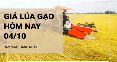 Giá lúa gạo hôm nay ngày 04/10/2024: Giá lúa giảm nhẹ. Giá gạo duy trì ổn định