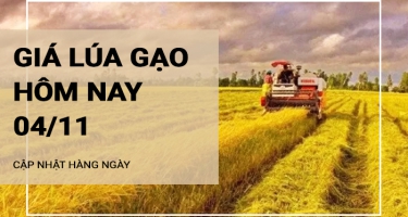 Giá lúa gạo hôm nay 4/11/2024: Giá gạo tăng nhẹ 50 đồng/kg; giá lúa ổn định