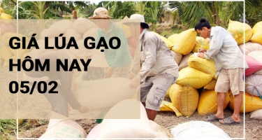 Giá lúa gạo hôm nay 05/02/2024: Tại Đồng bằng sông Cửu Long duy trì ổn định
