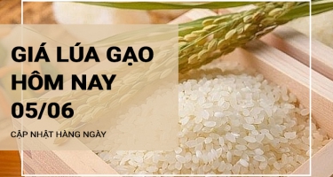 Giá lúa gạo hôm nay ngày 05/06/2024: Giá lúa đi ngang, giá gạo tiếp tục tăng