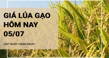 Giá lúa gạo hôm nay ngày 05/07/2024:  Giá gạo tăng mạnh, giá lúa giảm nhẹ