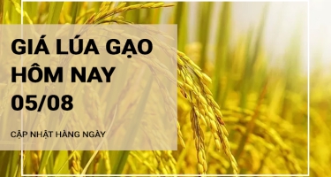 Giá lúa gạo hôm nay ngày 05/08/2024:  Giá gạo tăng, lúa duy trì ổn định