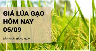 Giá lúa gạo hôm nay ngày 05/09/2024: Giá gạo, giá lúa đồng loạt giảm