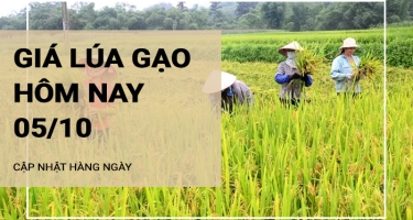 Giá lúa gạo hôm nay ngày 05/10/2024: Giá gạo xuất khẩu khởi sắc tăng nhẹ