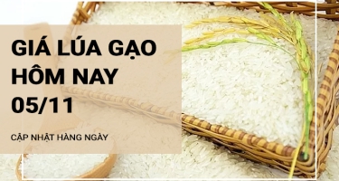 Giá lúa gạo hôm nay 5/11/2024: Giá gạo giảm nhẹ 50 - 150 đồng/kg