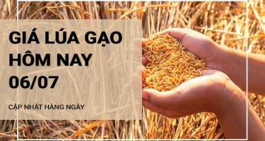 Giá lúa gạo hôm nay ngày 06/07/2024: Gạo nguyên liệu và gạo thành phẩm đồng loạt tăng