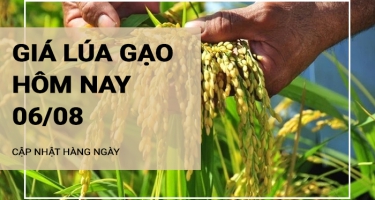 Giá lúa gạo hôm nay ngày 06/08/2024: Điều chỉnh với mặt hàng lúa và gạo