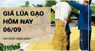 Giá lúa gạo hôm nay ngày 06/09/2024: Giá lúa neo ở mức cao, giá gạo giảm