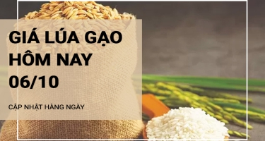 Giá lúa gạo hôm nay ngày 06/10/2024: Giá gạo xuất khẩu ở mức ổn định