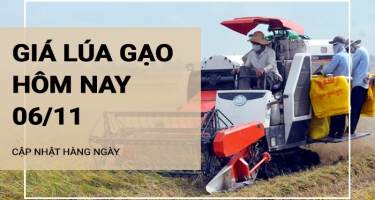 Giá lúa gạo hôm nay 6/11/2024: Giá gạo giảm 50 đồng/kg, giá lúa đi ngang