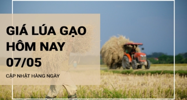 Giá lúa gạo hôm nay ngày 07/05/2024: Lúa Đài thơm 8 giảm 200 đồng/kg