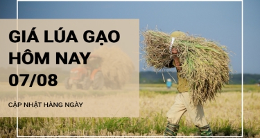 Giá lúa gạo hôm nay ngày 07/08/2024: Giá gạo tiếp tục điều chỉnh tăng