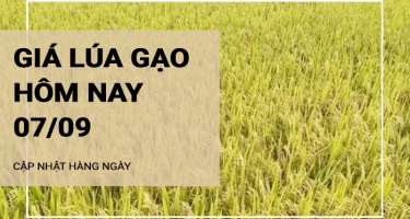 Giá lúa gạo hôm nay ngày 07/09/2024: Giá lúa hôm nay duy trì ổn định