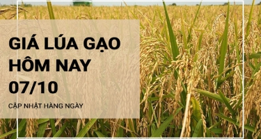 Giá lúa gạo hôm nay ngày 07/10/2023: Giá gạo IR 504 tăng nhẹ 100đồng/kg