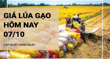 Giá lúa gạo hôm nay ngày 07/10/2024: Giá gạo bán lẻ tăng nhẹ