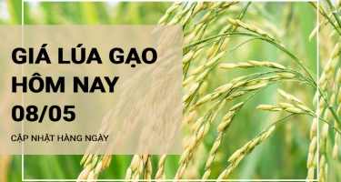 Giá lúa gạo hôm nay ngày 08/05/2024: Giá lúa nếp tăng 300 đồng/kg