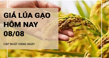 Giá lúa gạo hôm nay ngày 08/08/2024: Thị trường gạo giá tăng nhẹ