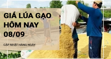 Giá lúa gạo hôm nay ngày 08/09/2024: Thị trường giao dịch chậm, duy trì ổn định