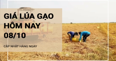 Giá lúa gạo hôm nay ngày 08/10/2024: Giá lúa tiếp tục đi ngang