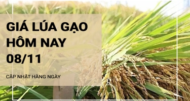 Giá lúa gạo hôm nay 8/11/2024: Giá lúa tăng, giảm trái chiều 100 - 300 đồng/kg; giá gạo tăng 50-100 đồng/kg