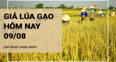 Giá lúa gạo hôm nay ngày 09/08/2024: Giá lúa gạo đồng loạt tăng  nhẹ