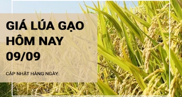 Giá lúa gạo hôm nay ngày 09/09/2024: Biến động trái chiều với giá lúa và gạo