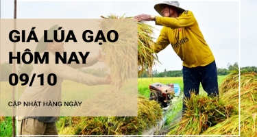 Giá lúa gạo hôm nay ngày 09/10/2024: Giá gạo tại chợ giảm nhẹ