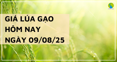 Giá Lúa Gạo Hôm Nay Ngày 9/8/2025: Xuất Khẩu Tăng Tốc, Doanh Nghiệp Thêm Cơ Hội
