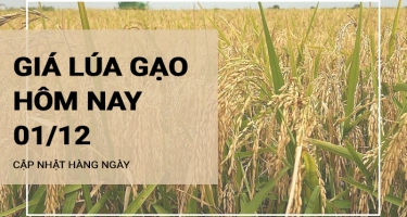 Giá lúa gạo hôm nay ngày 01/12/2023: Giao dịch lúa mới lai rai, nhiều đè ép giá gạo