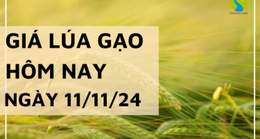 Giá lúa gạo hôm nay 11/11/2024: Giá gạo xuất khẩu 5% tấm neo cao nhất trong khu vực