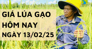 Giá lúa gạo hôm nay 13/02/2025: Giá lúa tươi trong nước có biến động nhẹ