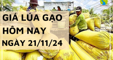 Giá lúa gạo hôm nay 21/11/2024: Giá gạo xuất khẩu giảm mạnh 13 USD/tấn