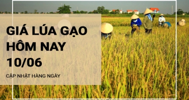 Giá lúa gạo hôm nay ngày 10/06/2024:  Giá gạo giảm mạnh 250 -350 đồng/kg
