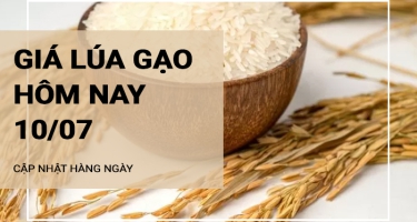 Giá lúa gạo hôm nay ngày 10/07/2024: Giá gạo đồng loạt giảm 100 - 150 đồng/kg