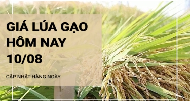 Giá lúa gạo hôm nay ngày 10/08/2024: Giá lúa duy trì ổn định so với hôm qua